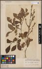 Foto von Salix aurita L. x Salix silesiaca Willd.